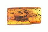 Fossil Cockroach (Blattodea) Nymph In Baltic Amber #270619-1